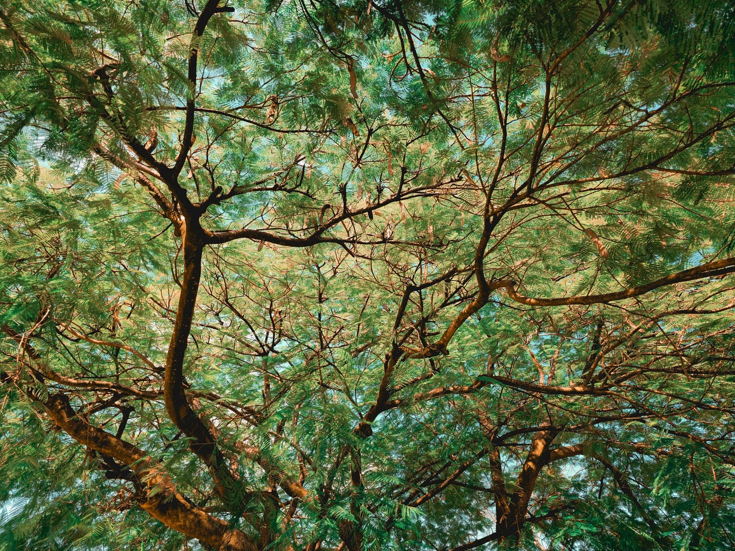 Kostenloses Stock Foto zu ast, bäume, baumwipfel